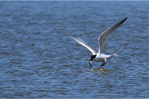TEXEL HOLLANDE 17-05-27 08214   Photos ACG 2017
