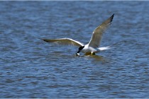 TEXEL HOLLANDE 17-05-27 08215   Photos ACG 2017