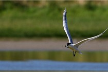 TEXEL HOLLANDE 17-05-27 08220   Photos ACG 2017