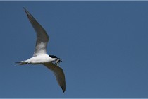 TEXEL HOLLANDE 17-05-27 08261   Photos ACG 2017