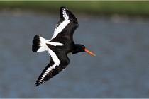 TEXEL HOLLANDE 17-05-27 08264   Photos ACG 2017