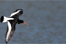 TEXEL HOLLANDE 17-05-27 08265   Photos ACG 2017