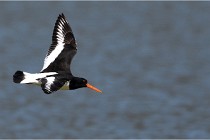 TEXEL HOLLANDE 17-05-27 08266   Photos ACG 2017