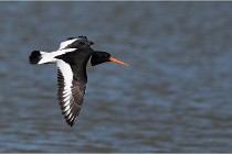 TEXEL HOLLANDE 17-05-27 08267   Photos ACG 2017