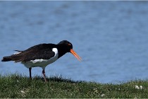 TEXEL HOLLANDE 17-05-27 08271   Photos ACG 2017