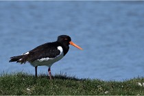 TEXEL HOLLANDE 17-05-27 08273   Photos ACG 2017