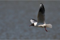 TEXEL HOLLANDE 17-05-27 08277   Photos ACG 2017