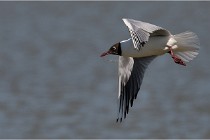 TEXEL HOLLANDE 17-05-27 08278   Photos ACG 2017