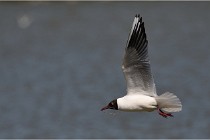 TEXEL HOLLANDE 17-05-27 08279   Photos ACG 2017