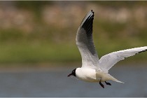 TEXEL HOLLANDE 17-05-27 08283   Photos ACG 2017