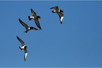 TEXEL HOLLANDE 17-05-27 08289   Photos ACG 2017