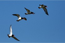 TEXEL HOLLANDE 17-05-27 08290   Photos ACG 2017