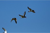 TEXEL HOLLANDE 17-05-27 08291   Photos ACG 2017