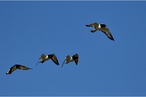 TEXEL HOLLANDE 17-05-27 08298   Photos ACG 2017