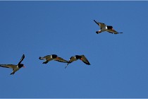 TEXEL HOLLANDE 17-05-27 08299   Photos ACG 2017