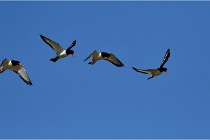 TEXEL HOLLANDE 17-05-27 08305   Photos ACG 2017