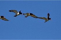 TEXEL HOLLANDE 17-05-27 08306   Photos ACG 2017