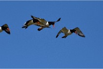 TEXEL HOLLANDE 17-05-27 08308   Photos ACG 2017