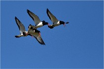 TEXEL HOLLANDE 17-05-27 08311   Photos ACG 2017