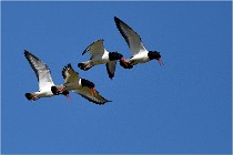 TEXEL HOLLANDE 17-05-27 08312   Photos ACG 2017