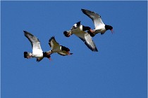 TEXEL HOLLANDE 17-05-27 08313   Photos ACG 2017