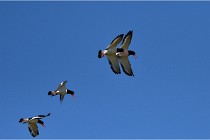 TEXEL HOLLANDE 17-05-27 08314   Photos ACG 2017