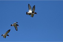 TEXEL HOLLANDE 17-05-27 08315   Photos ACG 2017