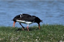 TEXEL HOLLANDE 17-05-27 08332   Photos ACG 2017