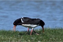 TEXEL HOLLANDE 17-05-27 08333   Photos ACG 2017