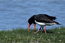 TEXEL HOLLANDE 17-05-27 08337   Photos ACG 2017