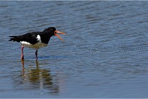 TEXEL HOLLANDE 17-05-27 08363   Photos ACG 2017