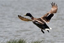 TEXEL HOLLANDE 17-05-27 08378   Photos ACG 2017