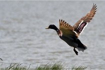 TEXEL HOLLANDE 17-05-27 08379   Photos ACG 2017