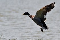 TEXEL HOLLANDE 17-05-27 08380   Photos ACG 2017