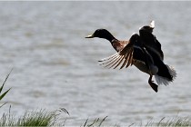 TEXEL HOLLANDE 17-05-27 08381   Photos ACG 2017