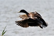 TEXEL HOLLANDE 17-05-27 08382   Photos ACG 2017