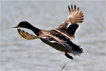 TEXEL HOLLANDE 17-05-27 08384   Photos ACG 2017