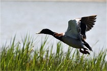 TEXEL HOLLANDE 17-05-27 08388   Photos ACG 2017