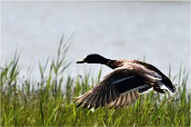 TEXEL HOLLANDE 17-05-27 08390   Photos ACG 2017