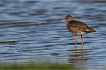TEXEL HOLLANDE 17-05-28 03735   Photos ACG 2017