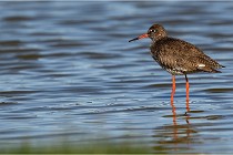 TEXEL HOLLANDE 17-05-28 03744   Photos ACG 2017