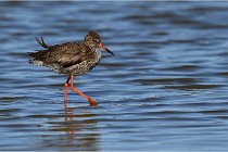 TEXEL HOLLANDE 17-05-28 03751   Photos ACG 2017
