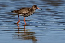 TEXEL HOLLANDE 17-05-28 03756   Photos ACG 2017