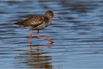 TEXEL HOLLANDE 17-05-28 03757   Photos ACG 2017