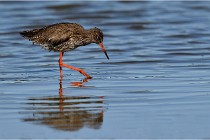 TEXEL HOLLANDE 17-05-28 03760   Photos ACG 2017