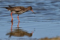 TEXEL HOLLANDE 17-05-28 03762   Photos ACG 2017