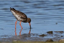 TEXEL HOLLANDE 17-05-28 03771   Photos ACG 2017
