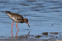 TEXEL HOLLANDE 17-05-28 03772   Photos ACG 2017