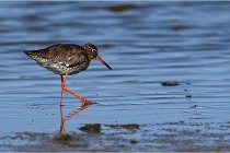 TEXEL HOLLANDE 17-05-28 03776   Photos ACG 2017