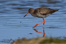 TEXEL HOLLANDE 17-05-28 03789   Photos ACG 2017